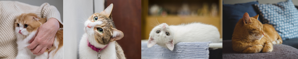 higiene de los gatos