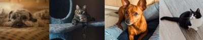 5 tips para una casa limpia con mascotas