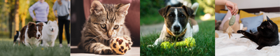 Actividades con tu mascota para disfrutar durante el feriado