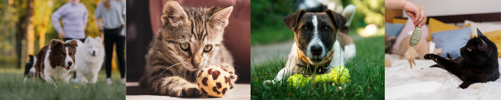 Actividades con tu mascota para disfrutar durante el feriado