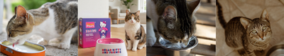 Hidratación en gatos: cómo aumentar su consumo de agua