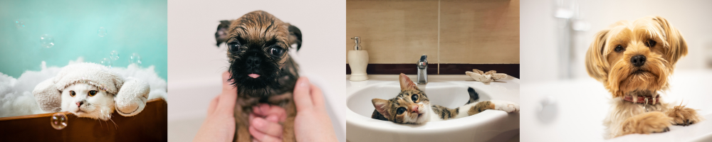 como bañar a tu mascota en casa