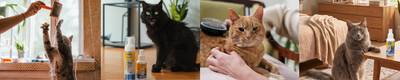 Cómo cepillar a un gato que no se deja