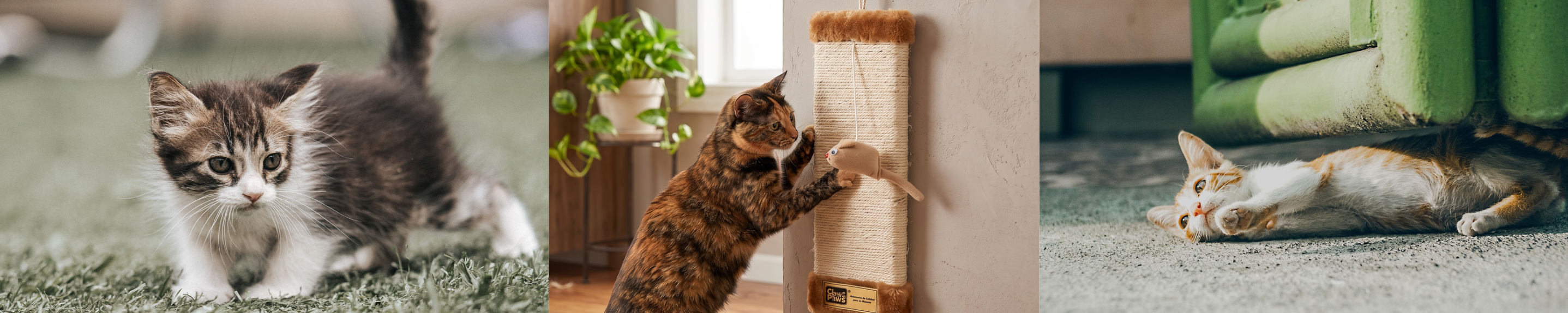 ¿Cómo saber si tu gato está aburrido?