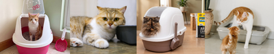 ¿Cuál es el mejor arenero para gatos?