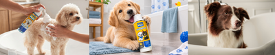 ¿Cuándo bañar a tu perro? 5 señales clave
