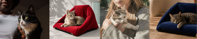 ¿Cuándo es el Día Internacional del Gato y por qué se celebra?