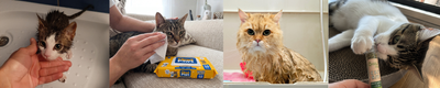 Guía de higiene para dueños primerizos de gatos