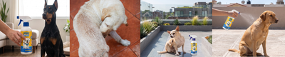 Guía de uso: spray antipulgas para perro
