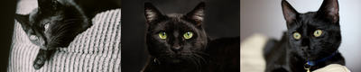 ¿Por qué adoptar un gato negro? Mitos y verdades