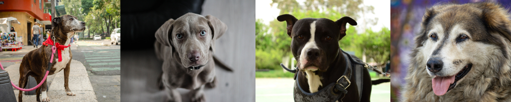 ¿Por qué se celebra el Día Mundial del Perro? Conoce su origen