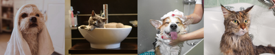 Shampoo para mascota: cómo elegir el ideal