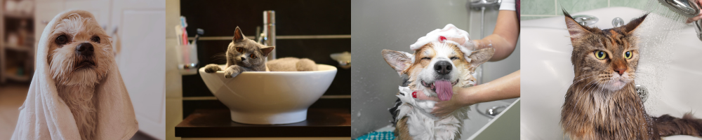 Shampoo para mascota: cómo elegir el ideal