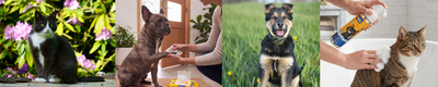 Guía para el cuidado de mascotas en primavera